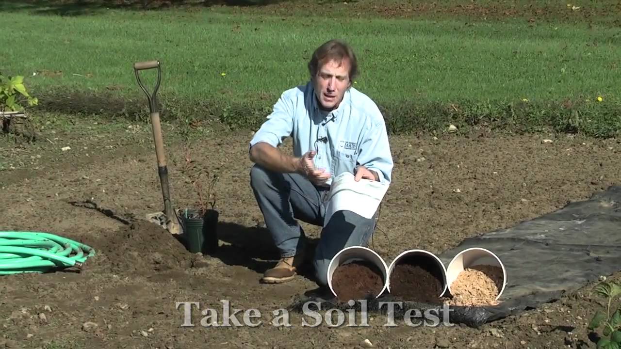 Site Selection: How to Grow Blueberries