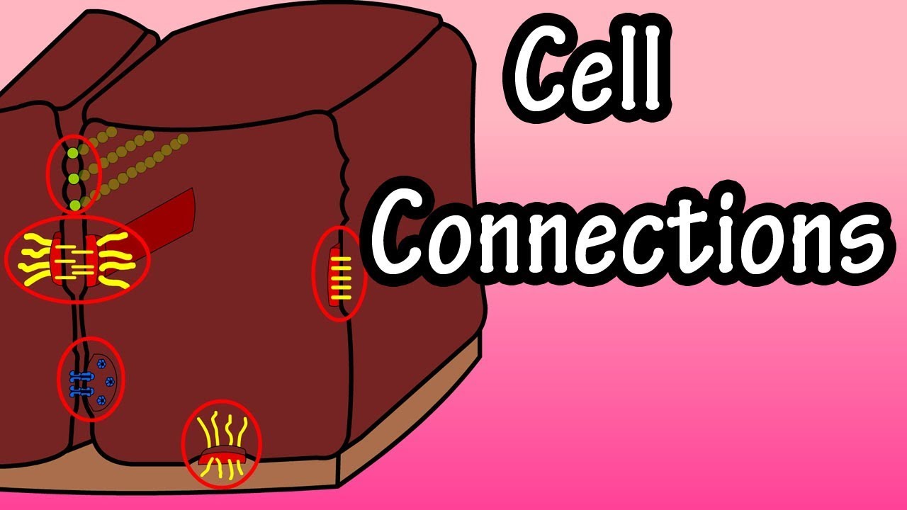 Cell Connections - How Are Cells Connected - What Are Cell Junctions - Types Of Cell Connections