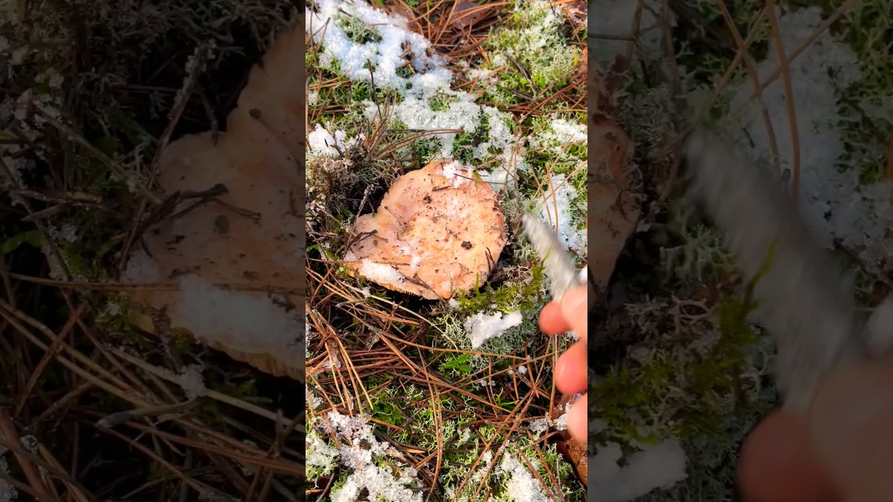 Рыжики в снегу ❄️❤️ Крымские Рыжики🏔Russulaceae. Lactarius deliciosus.