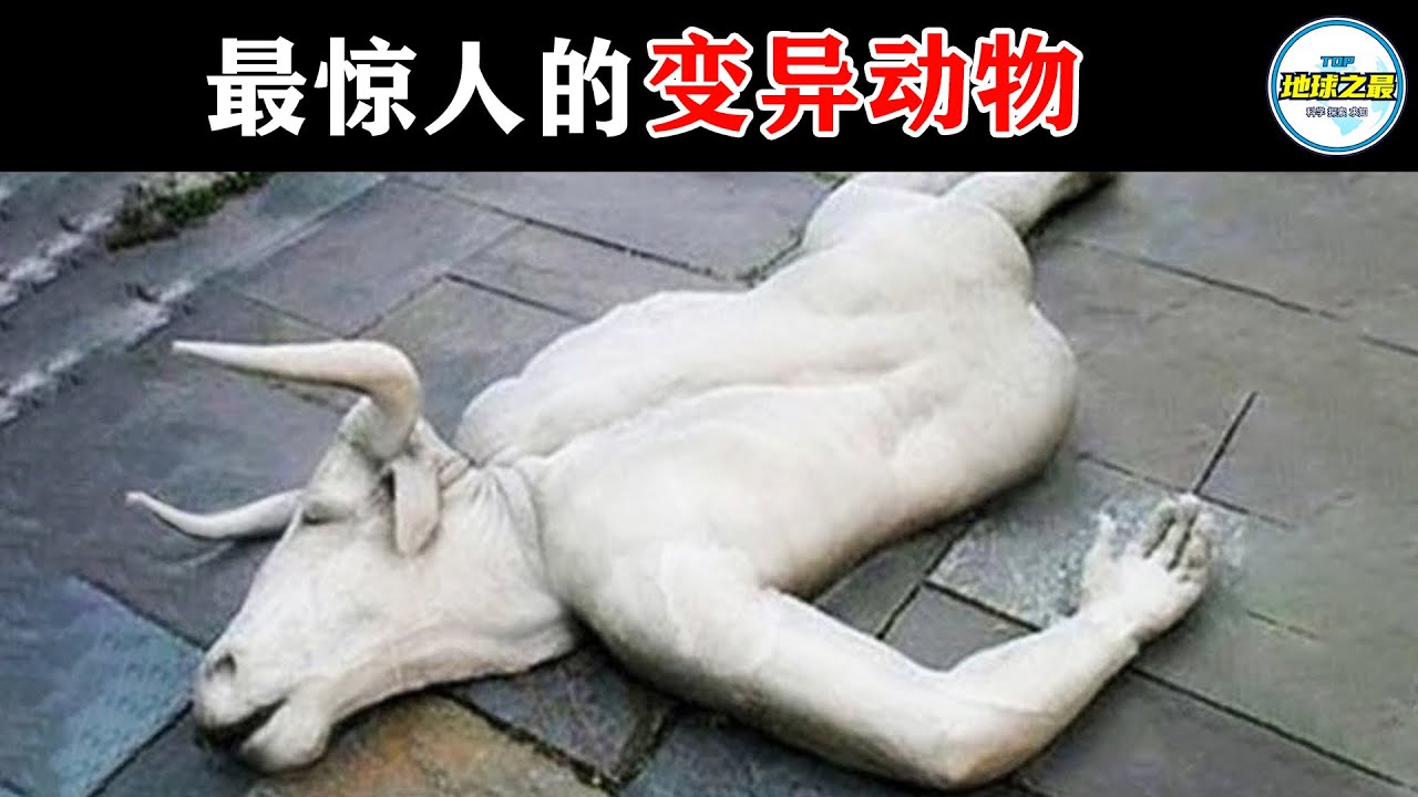 10种地球上最惊人的变异动物！第一可能有人的基因！丨地球之最#牛头人#双面猫#冷知识 #排名 #世界之最#动物#变异动物#动物世界#世界之最top#世界最惊人的变异动物#动物突变#top10