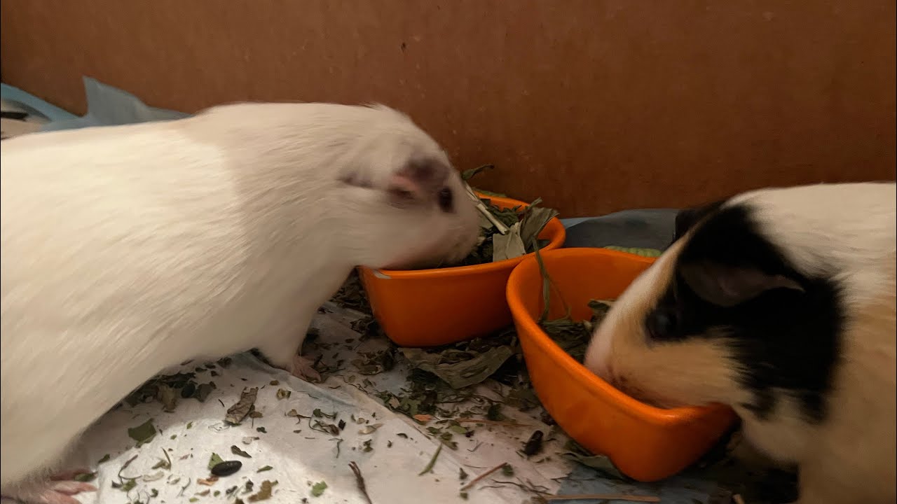 Luźny vlog ze świnkami morskimi🐹🥰🐹