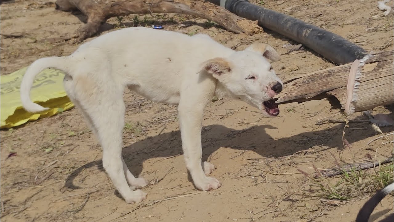 छोटा कुत्ता लकड़ी को खाने की कोशिश कर रहा है  dog 🐶🐶