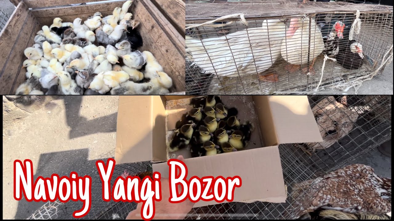 Navoiy Yangi bozor Tovuq bozori narxlari !!!