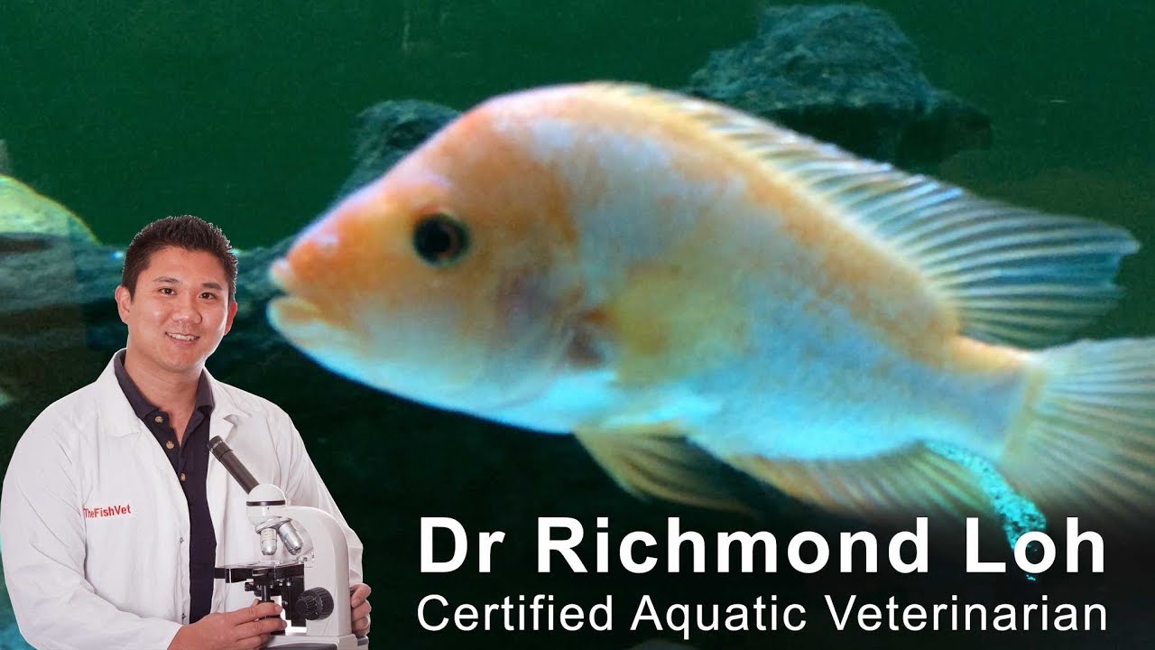 How much food should you feed your fish? with fish vet Dr Loh