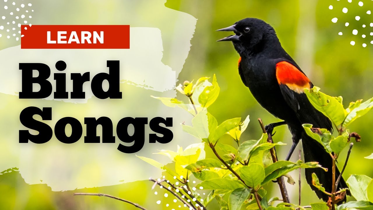 Learn These 11 Common Bird Songs!