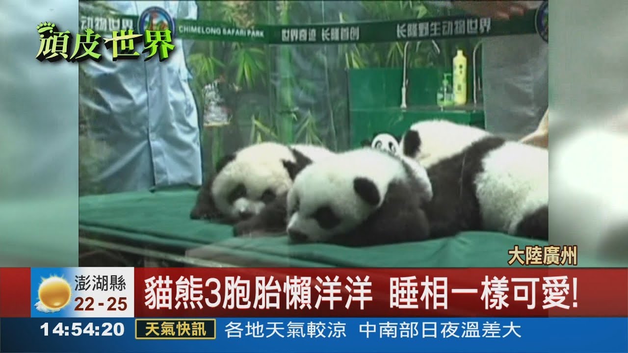 貓熊三胞胎 貓熊 廣州動物園 三胞胎