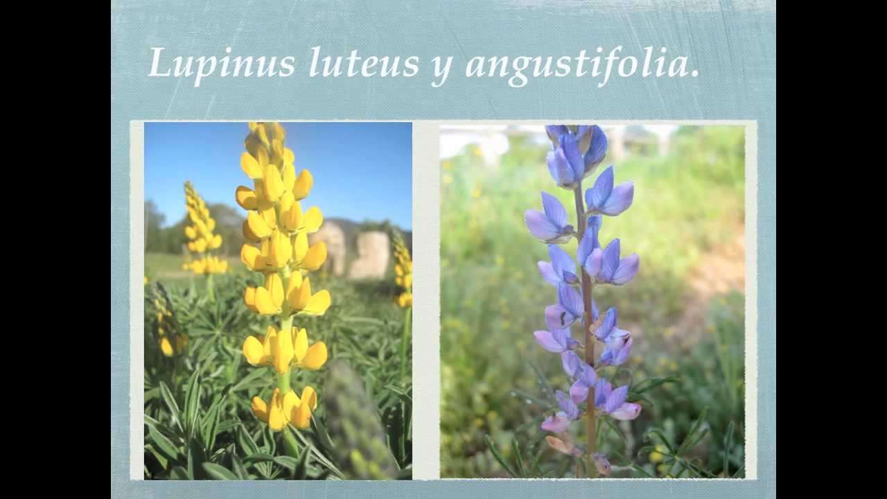 Flora baixo MI&ntilde;o A Guarda