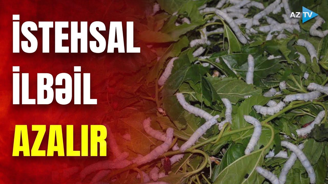 Baramaçılıq sahəsindəki problemlər: istehsal niyə hər il azalır?