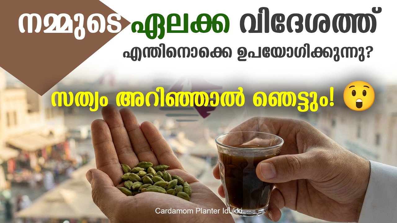 നമ്മുടെ ഏലക്ക വിദേശത്ത് എന്തിനൊക്കെ ഉപയോഗിക്കുന്നു?#ഏലം #nature #cardamomfarming #natural 