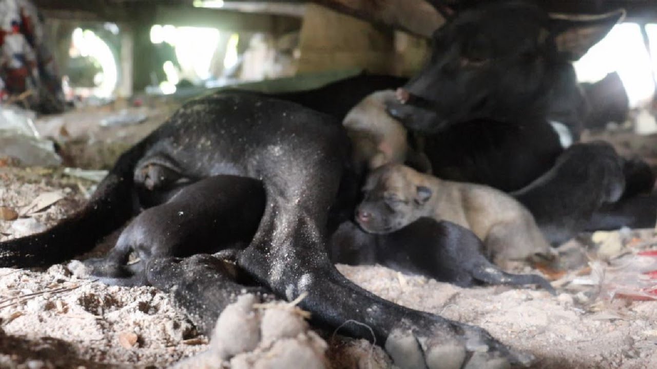 Mother dog and her newborn puppies