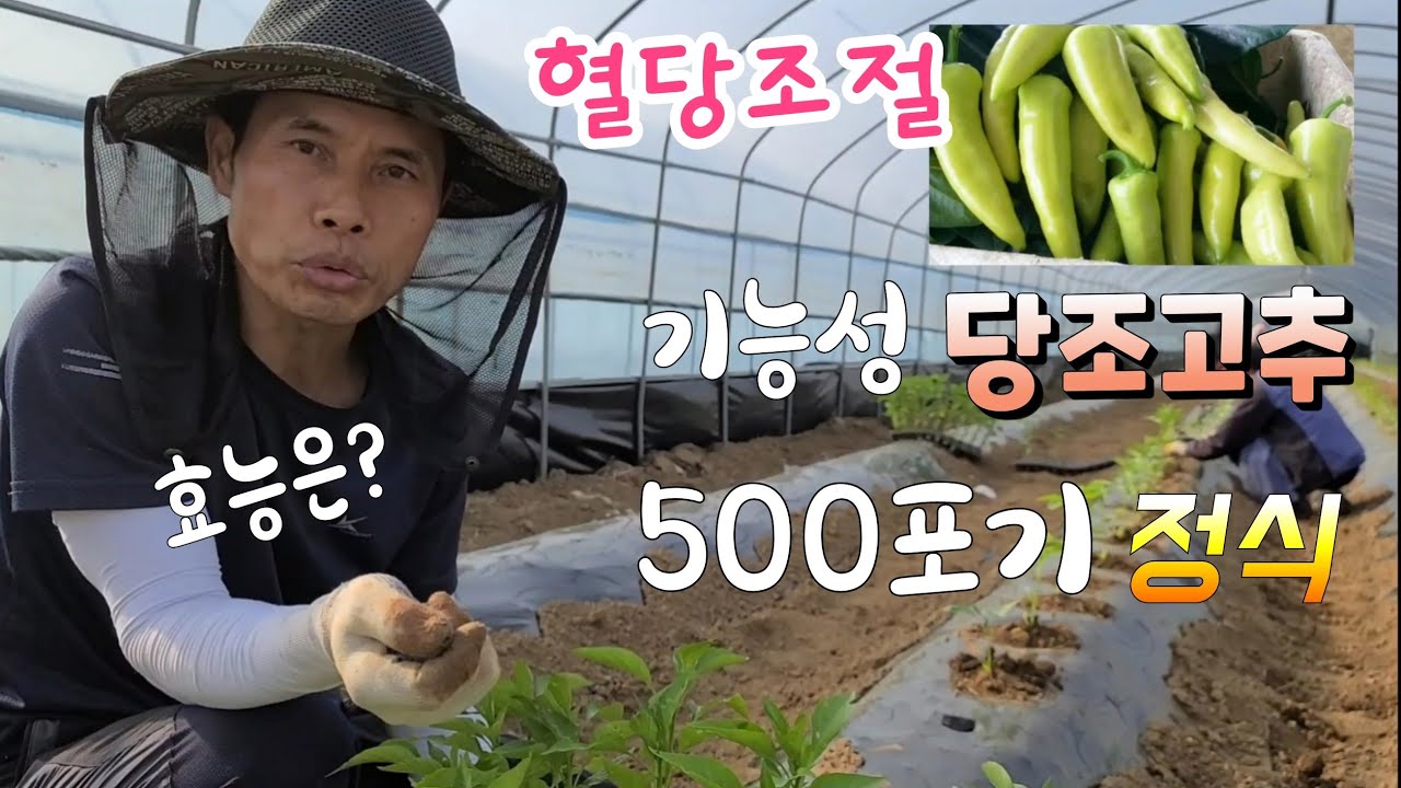 기능성 당조고추 심어 볼까요? 어떤 효능이 있을까?