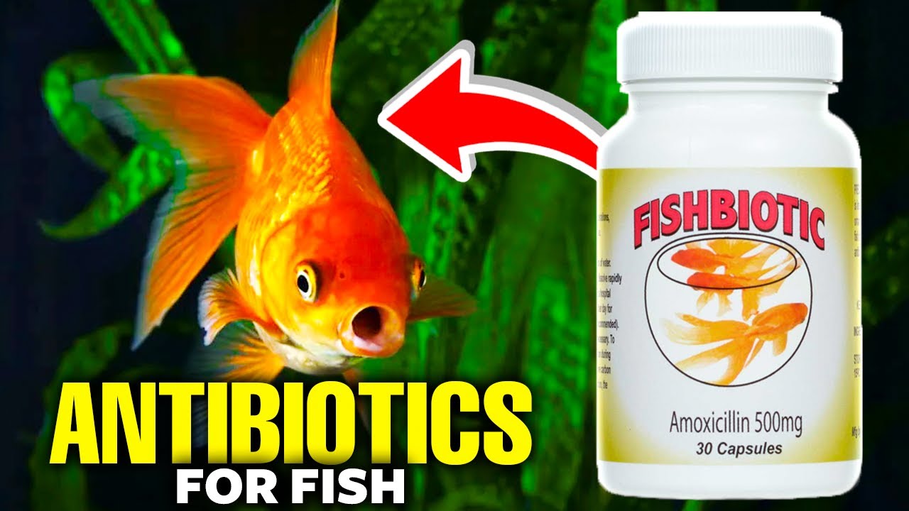 Fish Antibiotics (Which Is Best?)