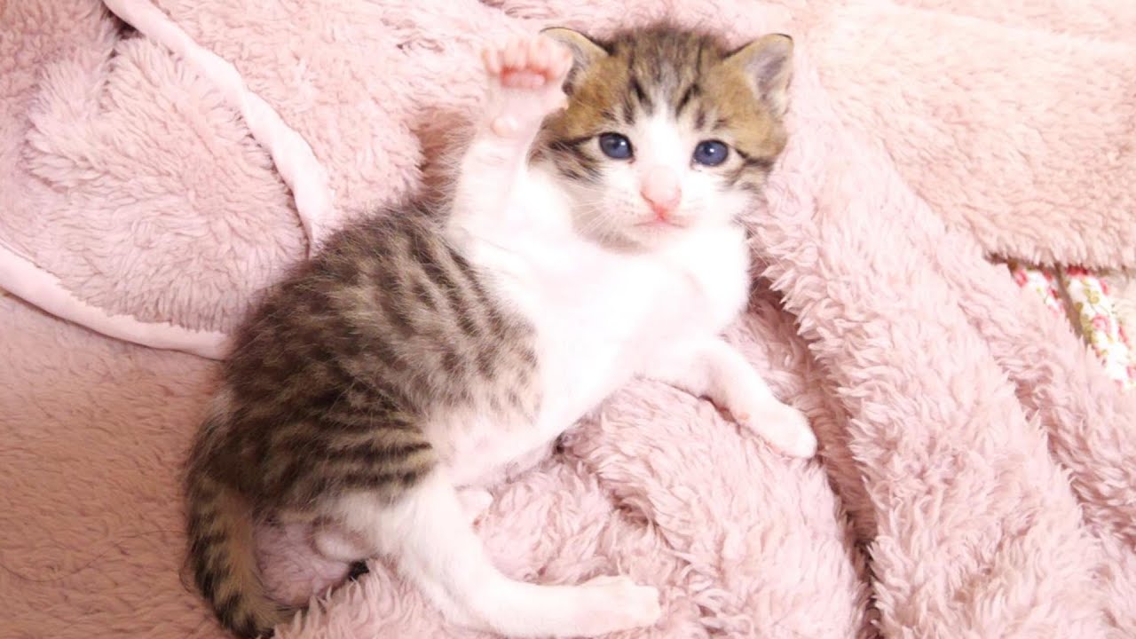Котёнок, манящий к камере, слишком милый [Котенок, кот под защитой]