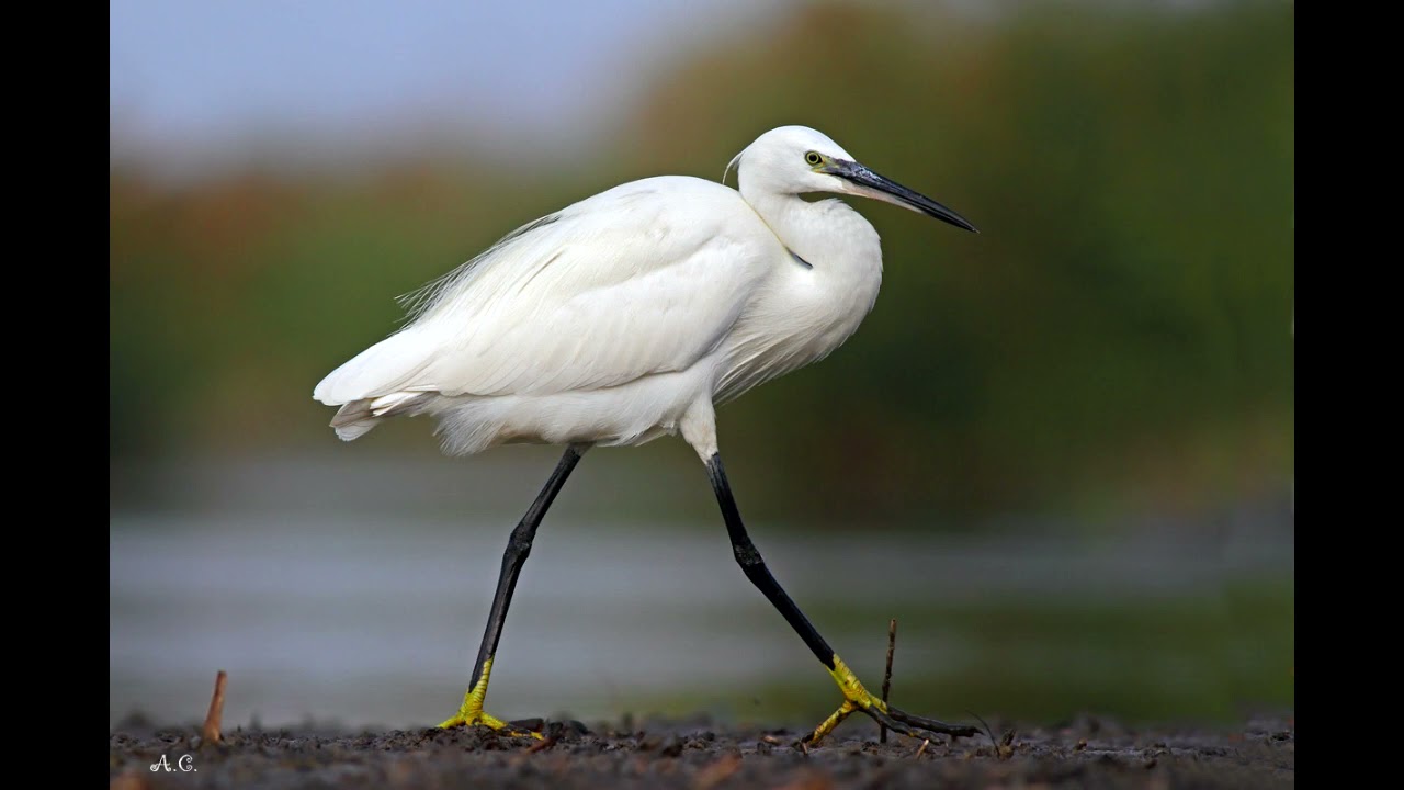 Egretta garzetta