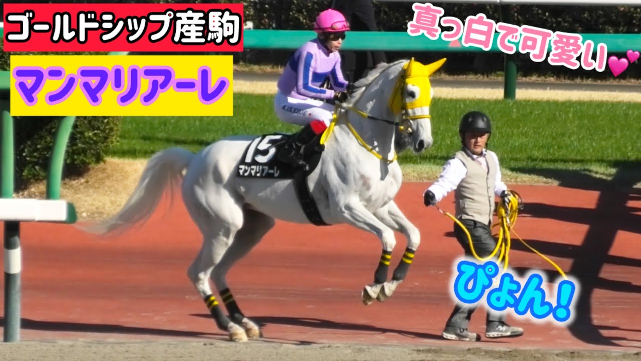 【ゴールドシップ産駒】6歳になり更に白さと可愛さが増したマンマリアーレ、ぴょん！っと返し馬する癖も相変わらず😆