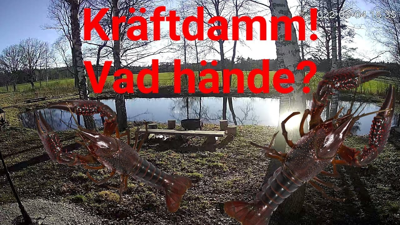 Kräftdammen! Vad hände med den?