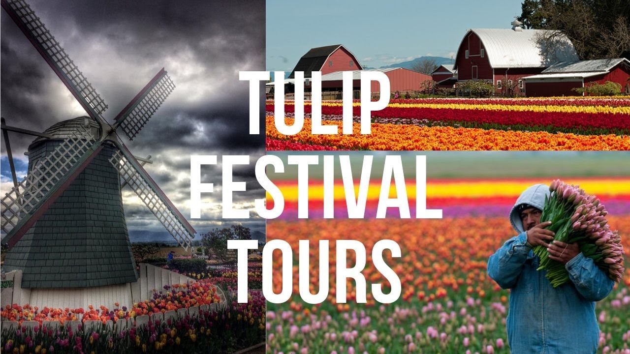 Tulip Festival Tour With Shutter Tours