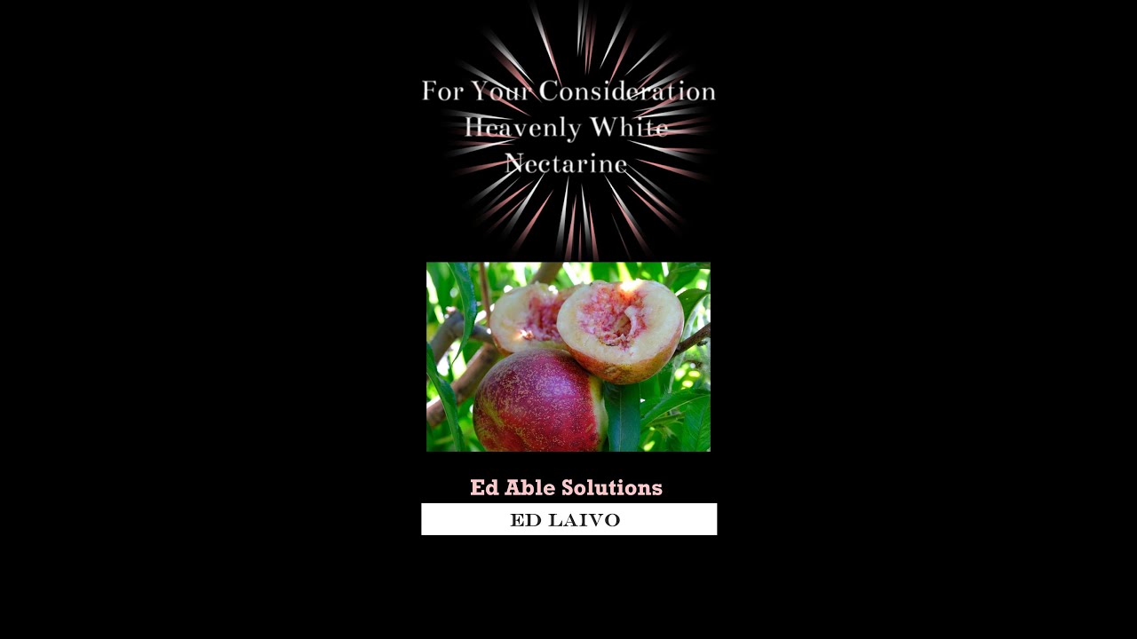 A Classic The Heavenly White Nectarine For Your Consideration