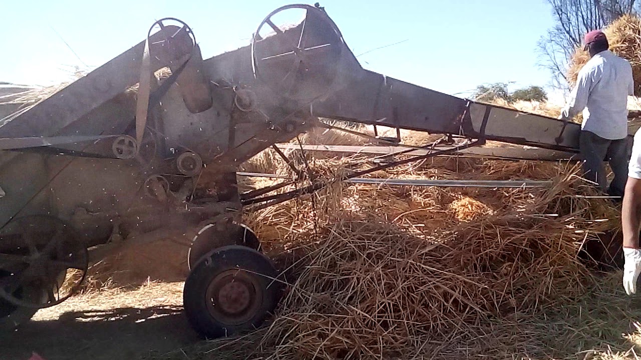 Trilla de trigo y avena con maquina