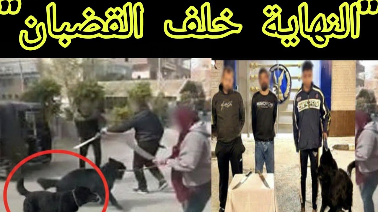 مصففة شعر تقود كلباً وسلاح أبيض..كواليس خناقة شوارع في المنوفية بسبب حضانة!