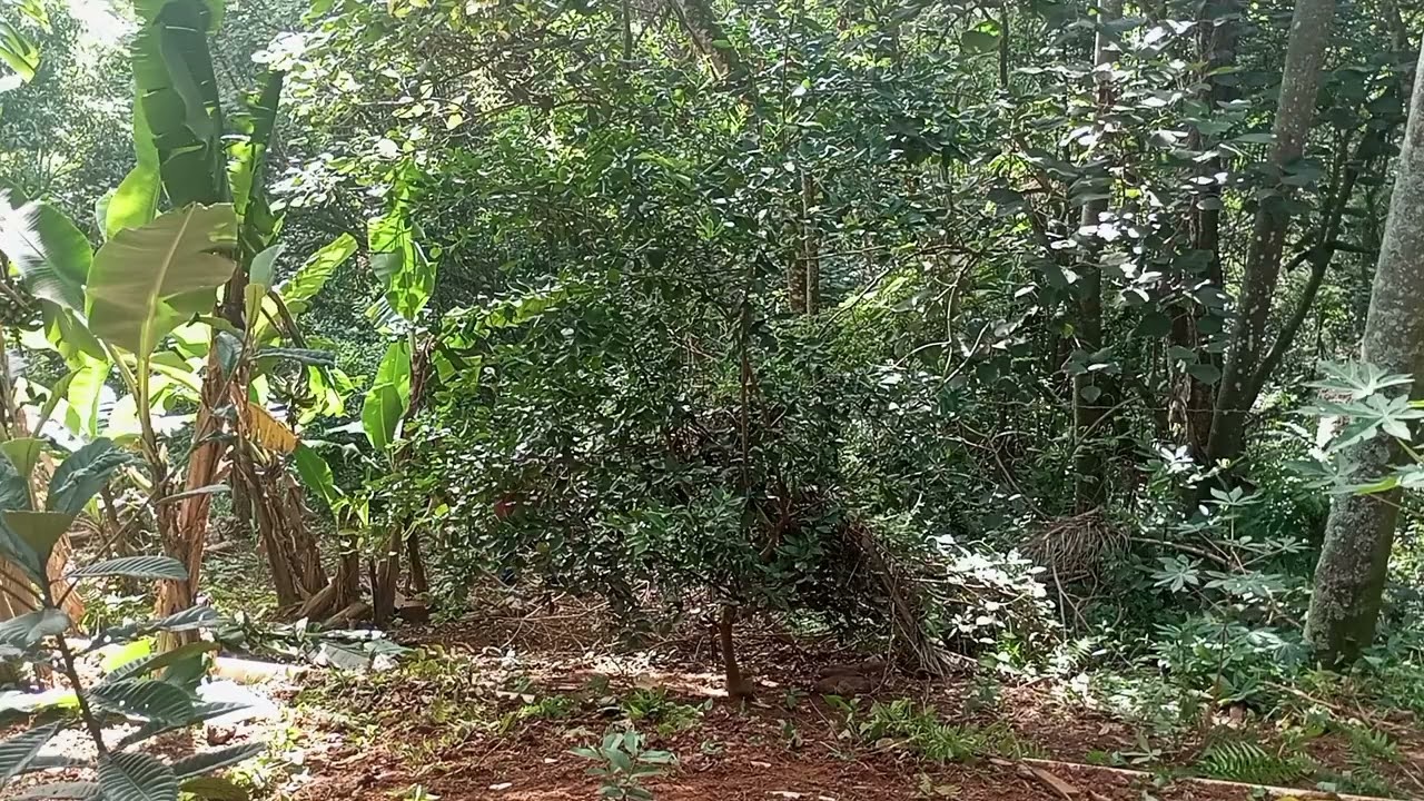 A LIMPEZA CONTINUA! 🌿 Dando um trato nas bananeiras e avançando no quintal!