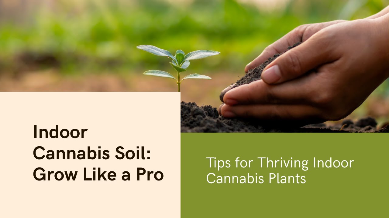 Best Soil For Growing Cannabis Indoors