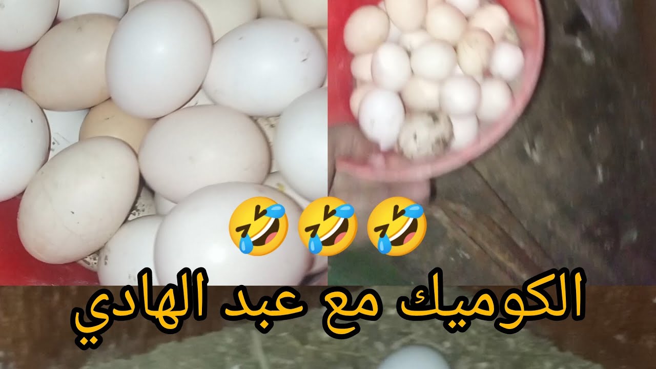 #جمع #بيض #الدجاج #الفيومي وهالي  جمع البيض عبد الهادي ولد#المرحوم#بوجمعه