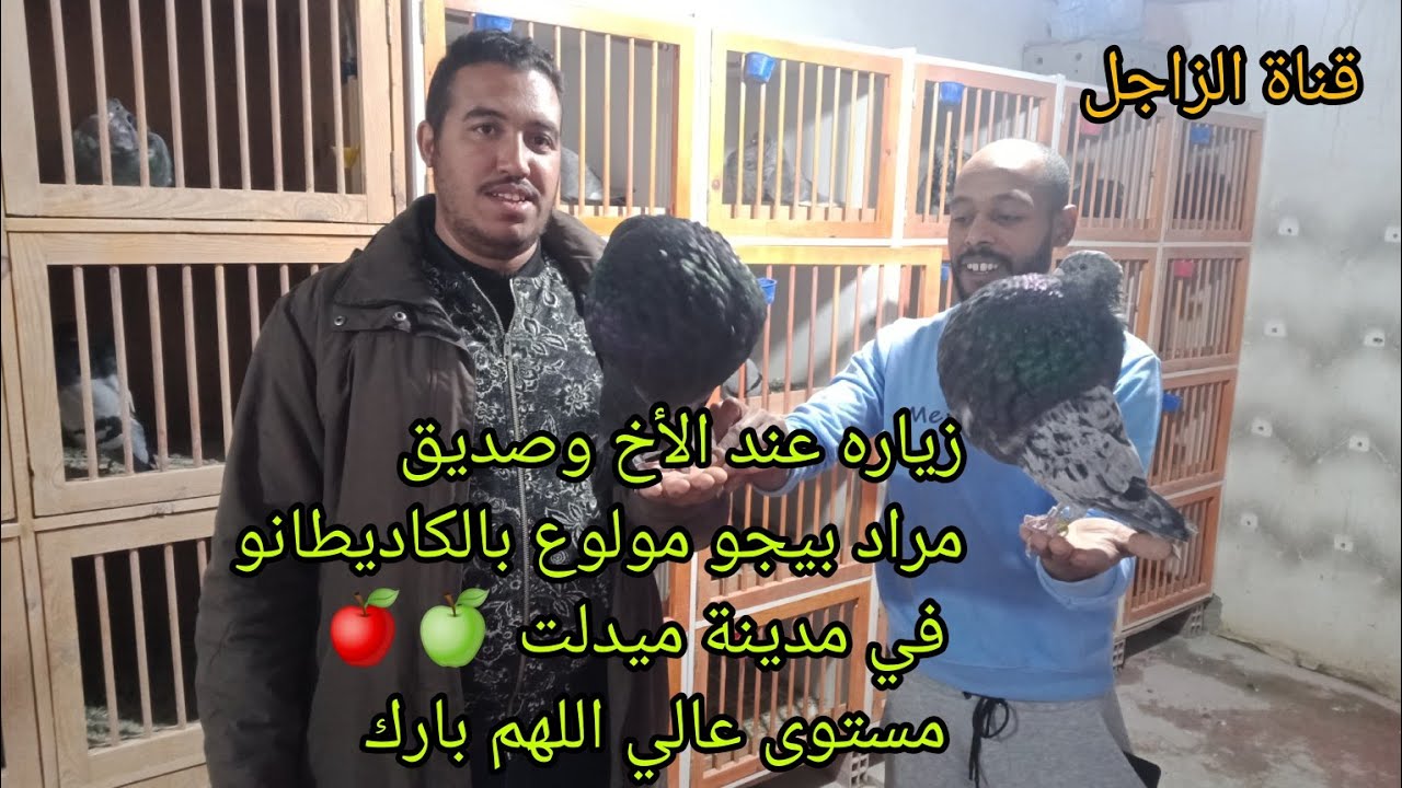 زياره عند الأخ وصديق مراد بيجو مولوع بالكاديطانو في مدينة ميدلت 🍏🍎 مستوى عالي اللهم بارك
