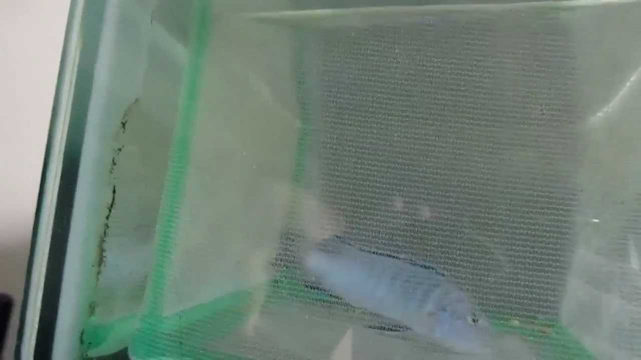 New blue socolofi fry
