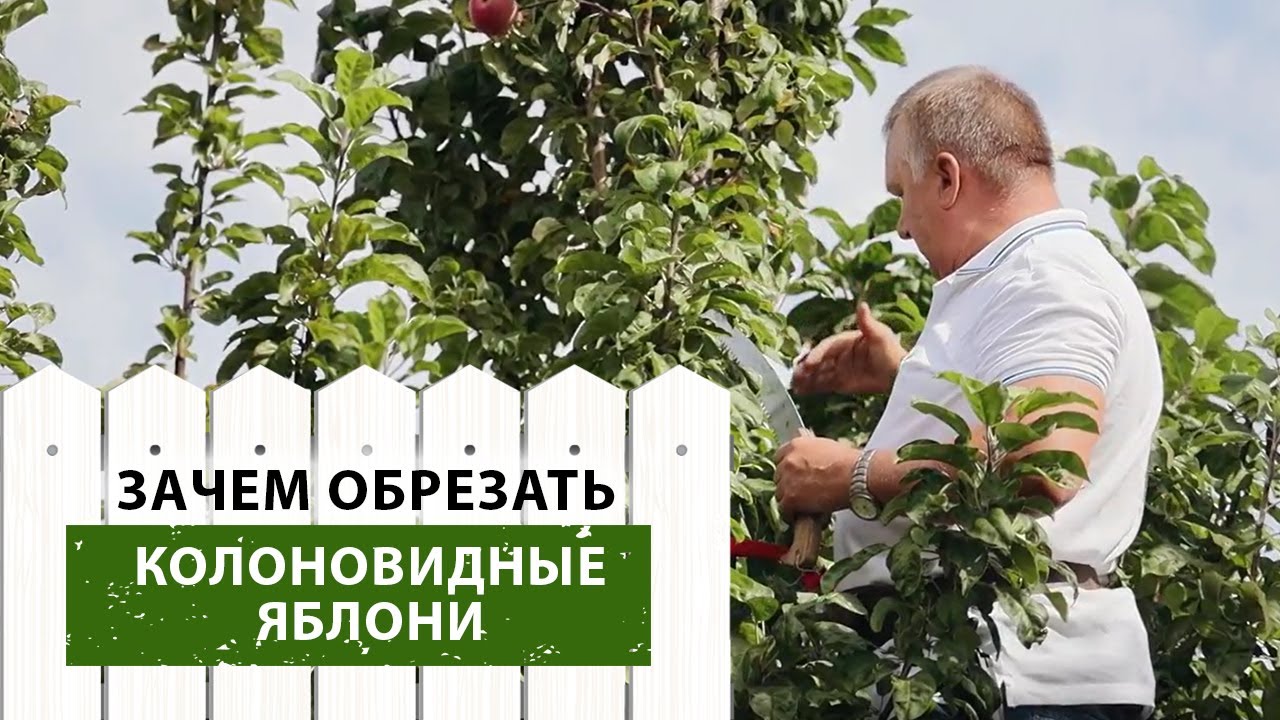 Нужна ли обрезка колоновидных яблонь?