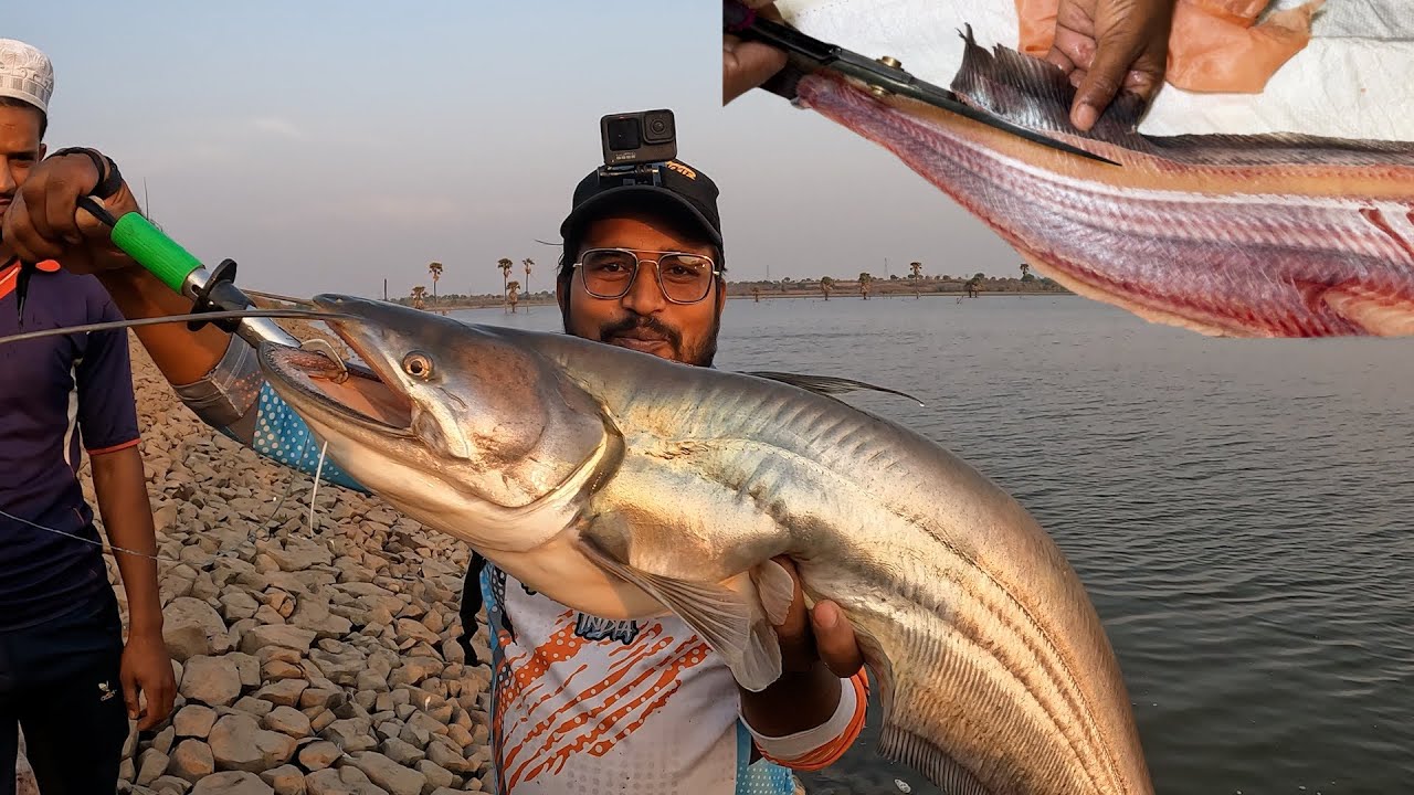 बड़ी रक्षा मछली को पकड़ कर उसकी खाल ऊधेड़ा  Monster wallagu attu padan fish