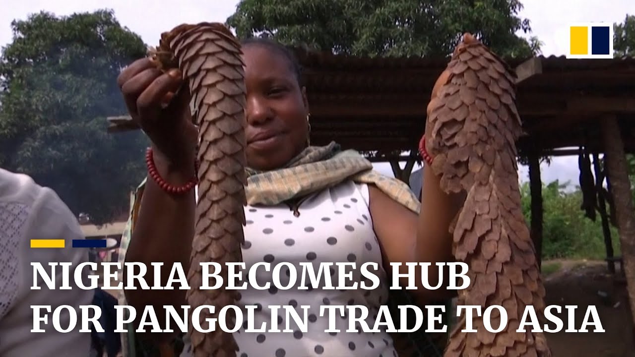 Nigeria becomes major transit hub for illegal pangolin trade to Asia