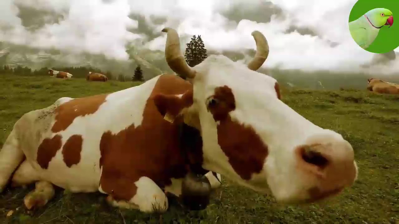 COW VIDEOS, COWS GRAZING IN A FIELD, COWS MOOING | Cow Video