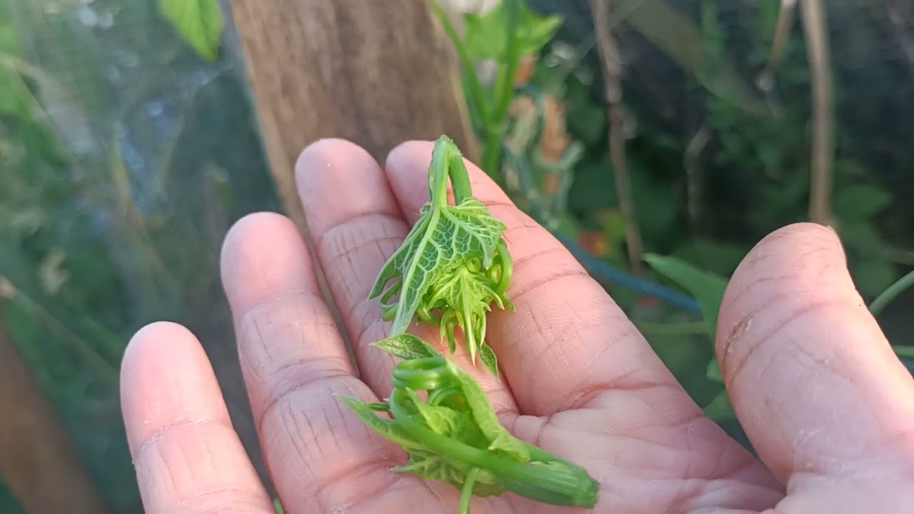 佛手瓜的新枝条长成一米多高了就可以给它打顶摘心，让它长更多的分枝结更多的佛手瓜🍈。