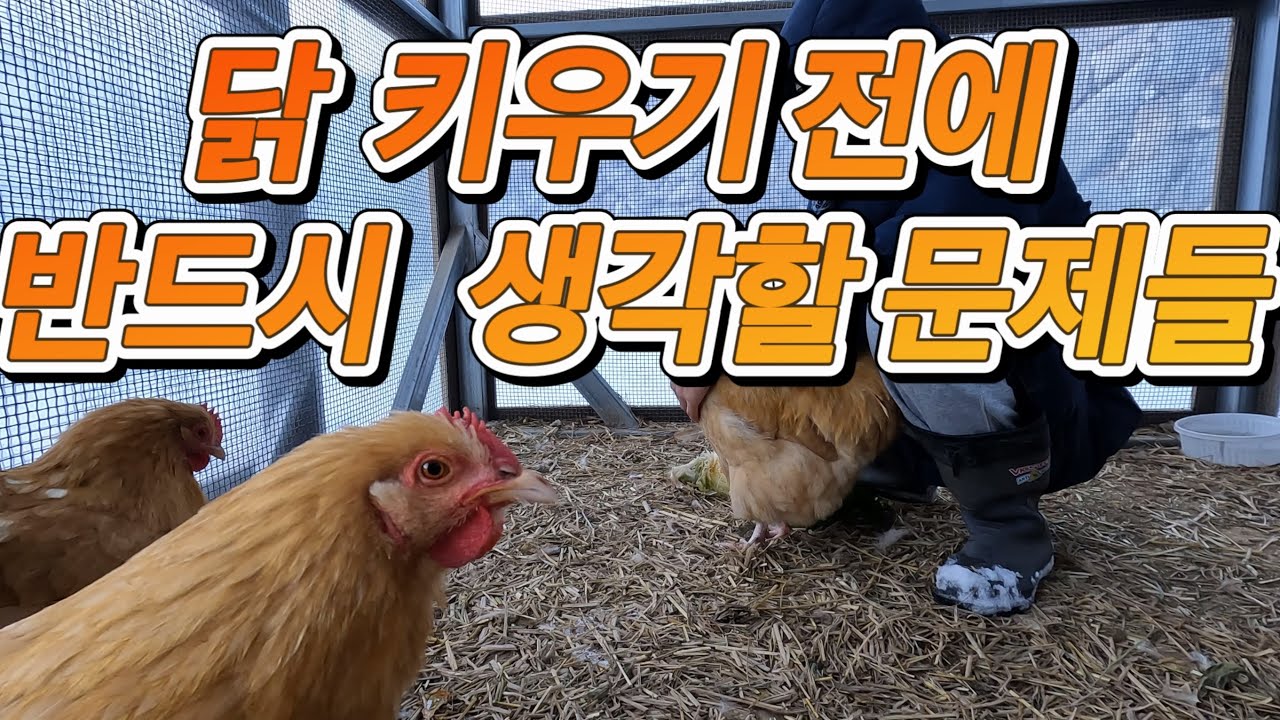 닭 키우기 전에 반드시 고민해야할 5가지!! #반려닭 #반려동물 #농장생활