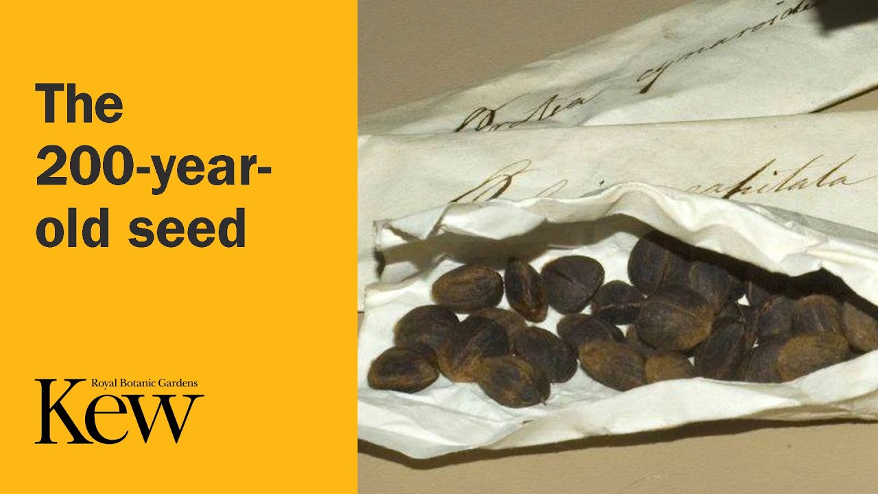 The 200-year-old seed