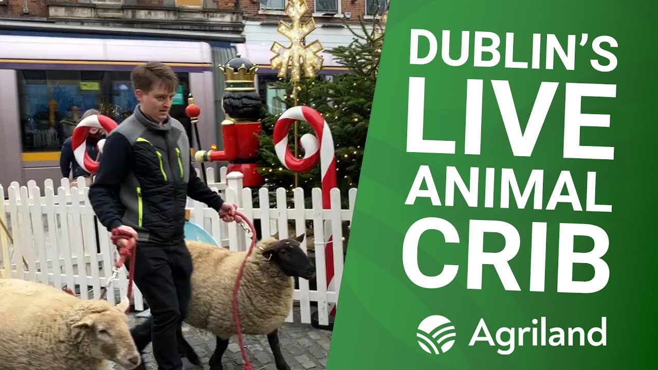 Crowd gathers for the opening of Dublin's live animal crib