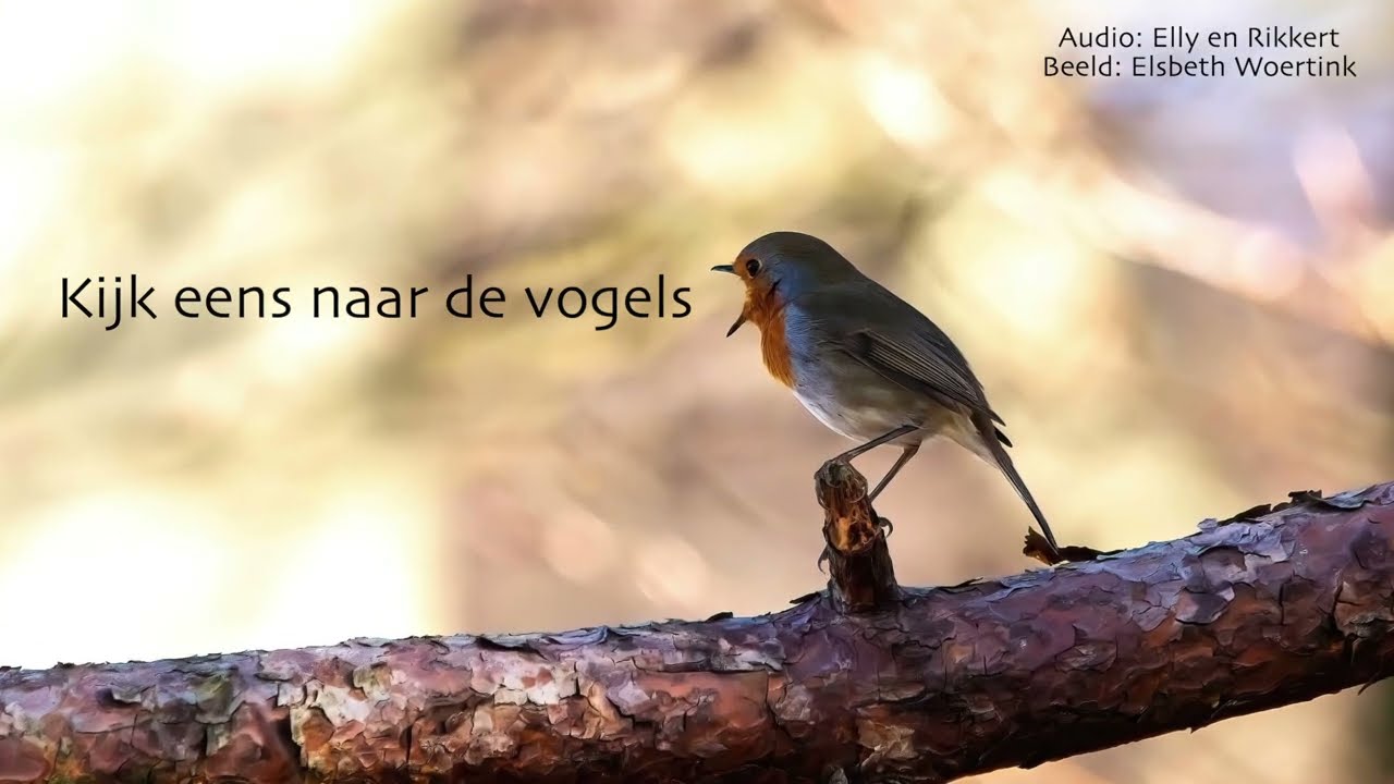 Kijk eens naar de vogels