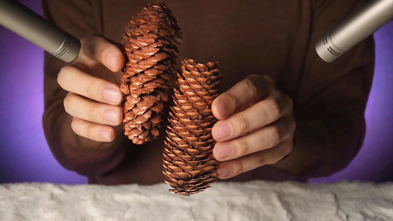 ACMP🌲 Звук сосновой шишки | Очень клево! Одни мурашки! | Звук такой хороший😋
