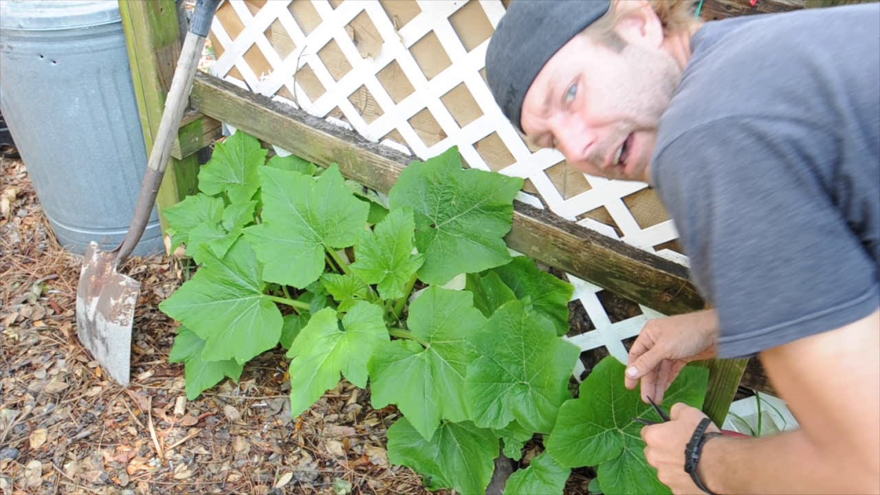 Squash borer eggs, vertical growing, pruning and hot beds.