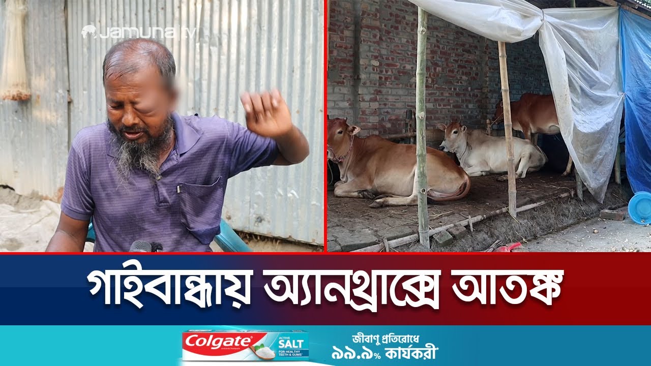 সুন্দরগঞ্জে অ্যানথ্রাক্সে আক্রান্ত ২০ জন; শতাধিক গবাদি পশুর মৃত্যু | Gaibandha Anthrax | Jamuna TV