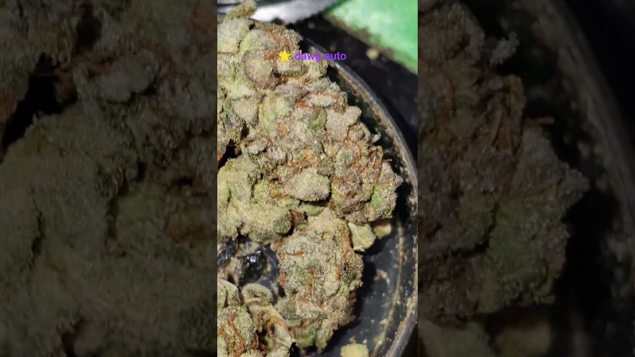 chemdawg x tresdawg 🌟 dawg auto bigger bud broken up 4 the grind 💪🏻 💯