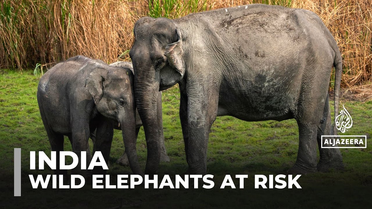 India&rsquo;s wild elephant population shrinks amid habitat loss, human-wildlife conflict