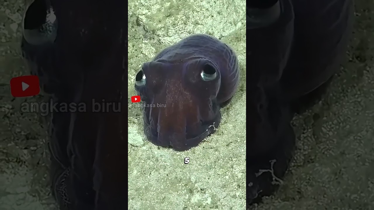 Sotong Jenius! Bisa Nyamar & Jinak di Akuarium. 