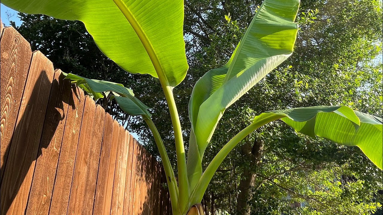 May update on container Orinoco banana