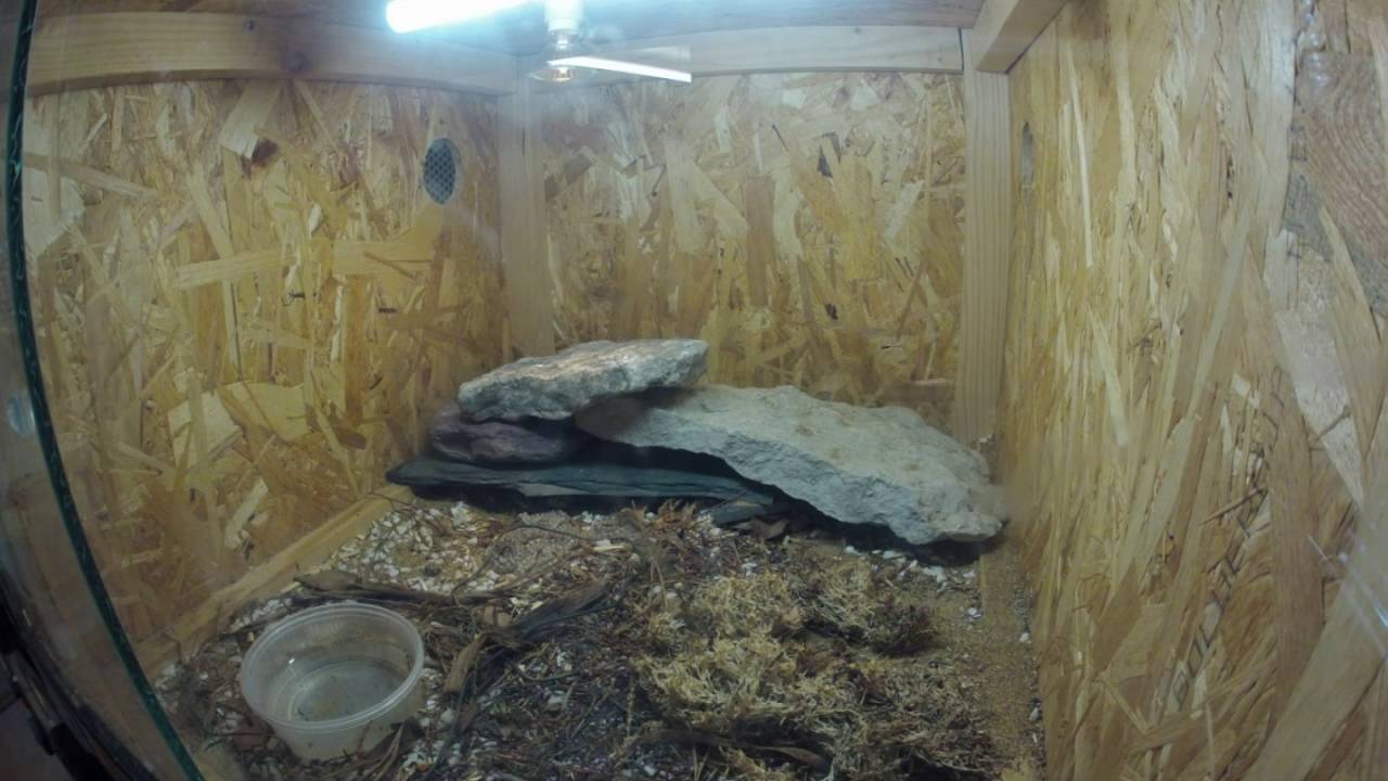 Crotalus cerastes cerastes 20160801
