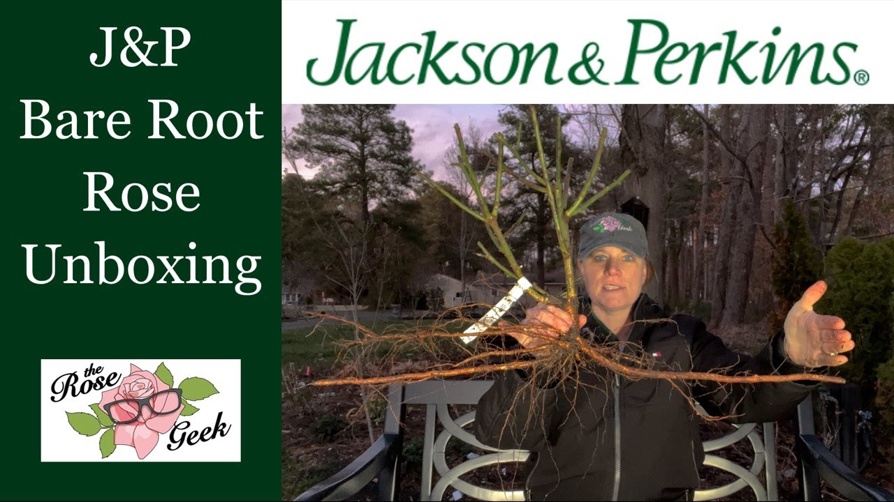 🌹 Jackson & Perkins (J&P) Bare Root Rose Unboxing