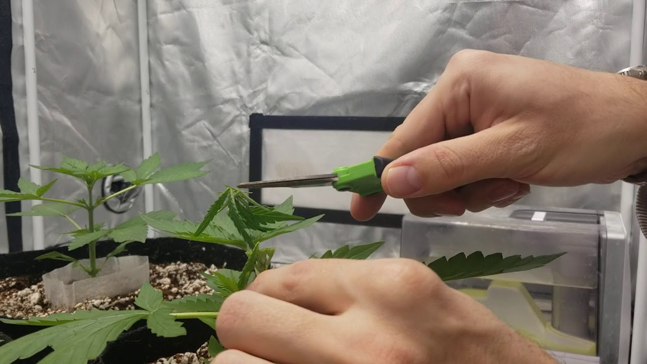 FIM'ING cannabis
