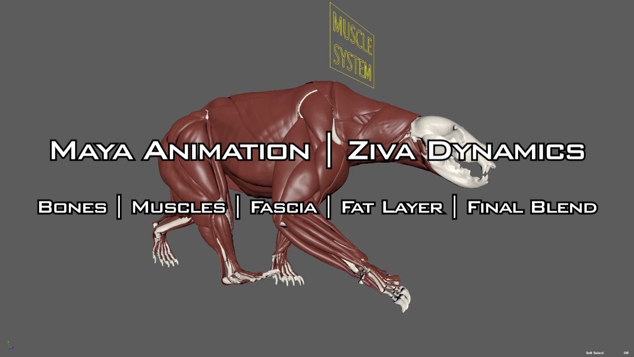 Maya Animation Ziva dynamics | Muscle System Fat Simulation