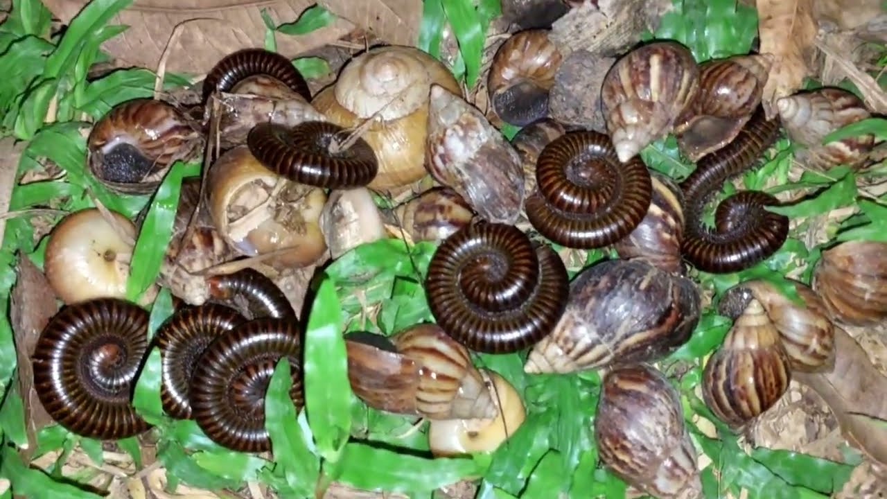 At night snails and millipedes come out to hunt for ripe fruit#millipedes#snails#